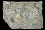 Five Fossil Crinoids (Dichocrinus & Eretmocrinus) - Gilmore City, Iowa #148694-2